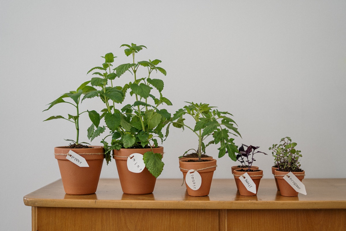 Five Tips to Keeping Plants Alive in Your Apartment