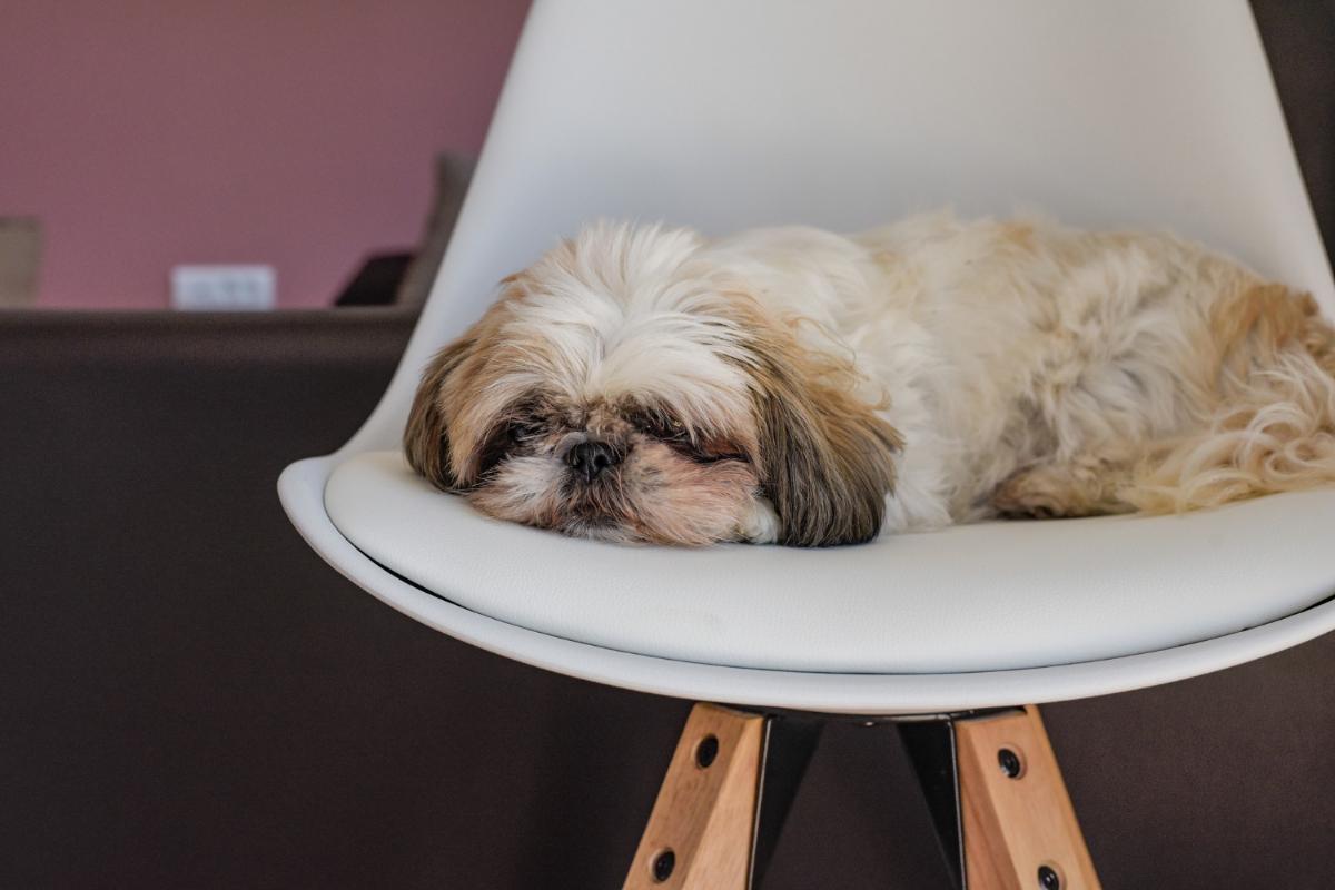 Four Ways to Improve Your Apartment Experience When Living with Your Dog