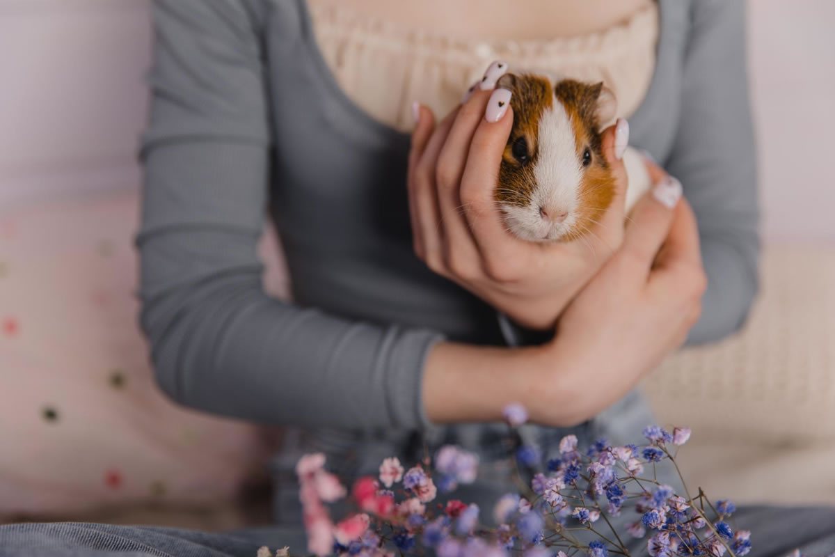 Four Reasons Guinea Pigs are the Perfect Apartment Pets