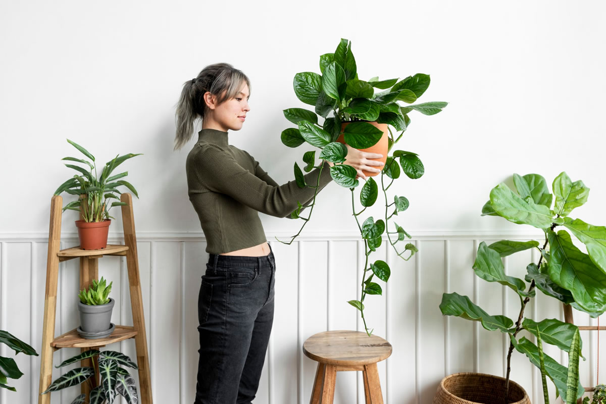 Seven Things You Need to Know to Keep Houseplants Alive