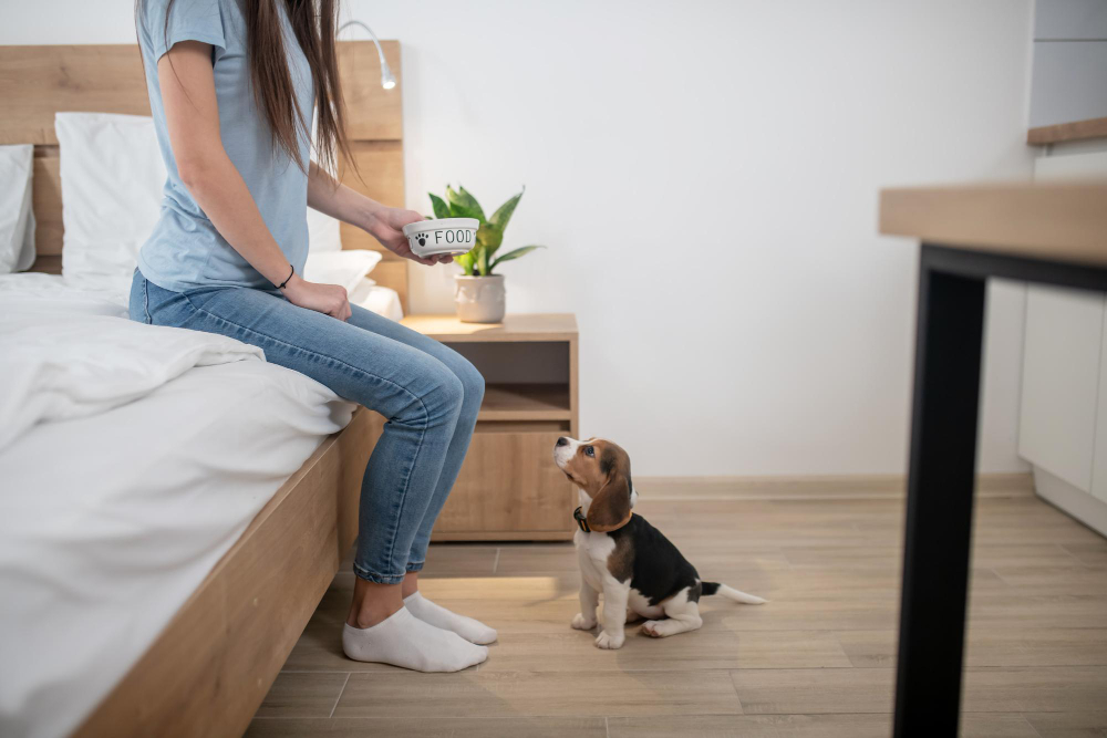 How to Train Your New Puppy in an Apartment