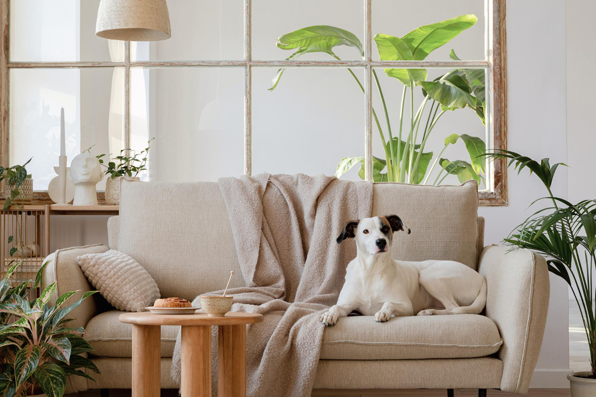 What is a Pet-Friendly Apartment?