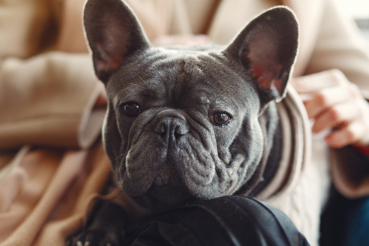 Best Dog Breeds for an Apartment