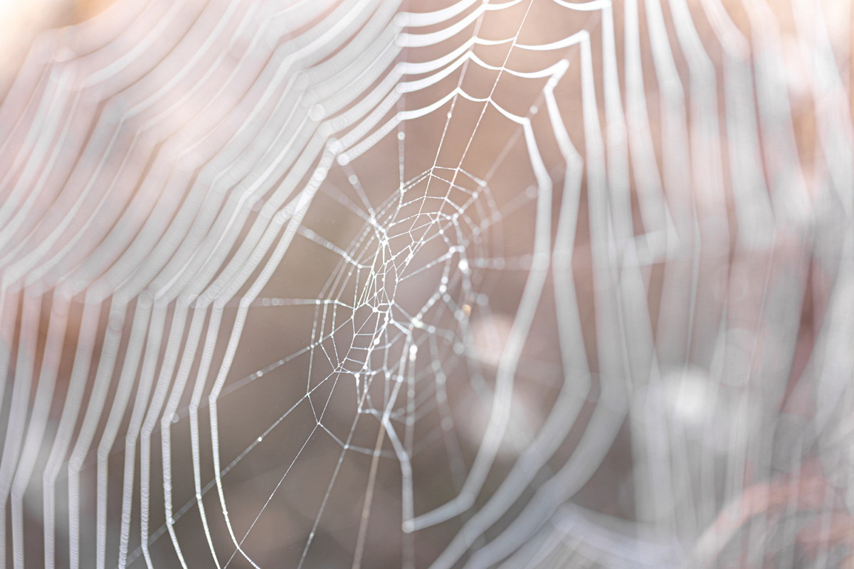 Guide to getting rid of cobwebs in your apartment