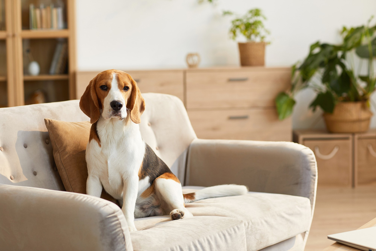 How to Find the Perfect Apartment for You and Your Furry Friend
