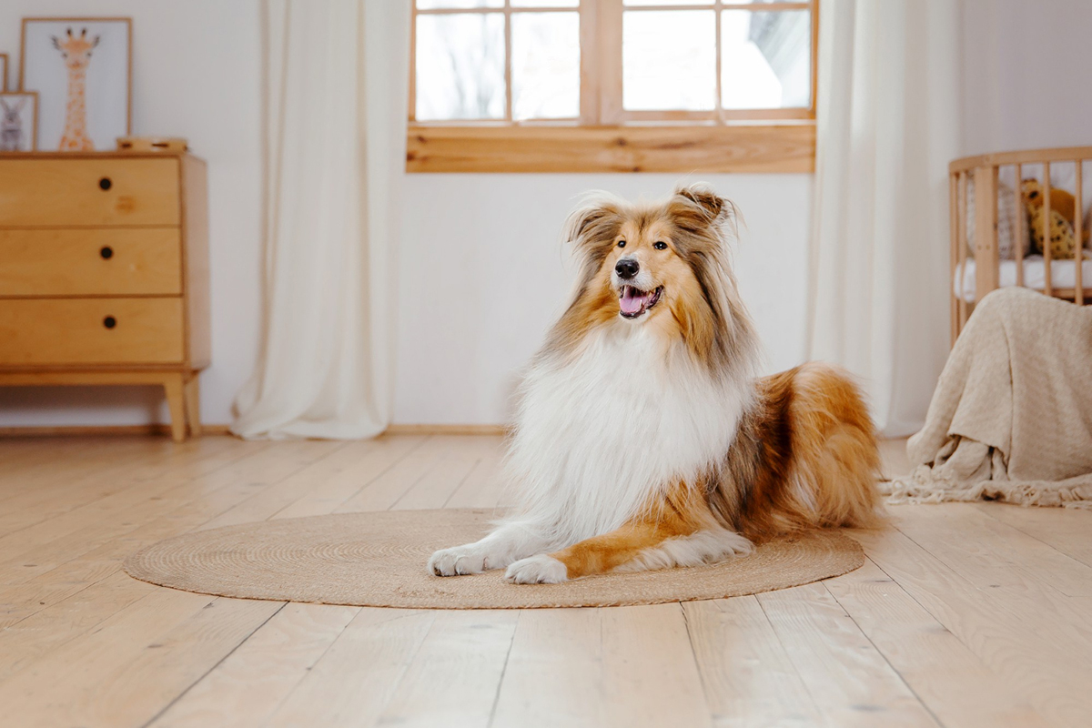 How to Manage Dog Shedding in Your Apartment