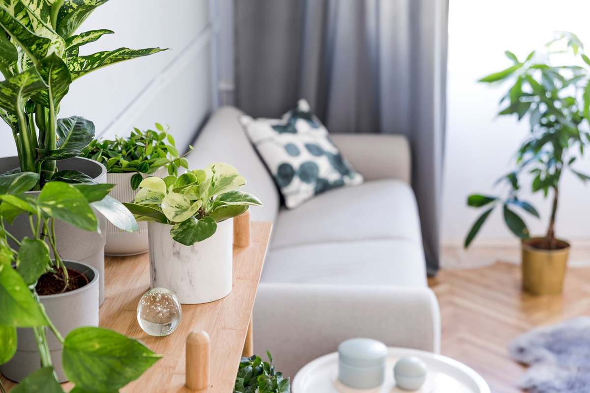 Ways to Make Your Apartment More Eco-Friendly