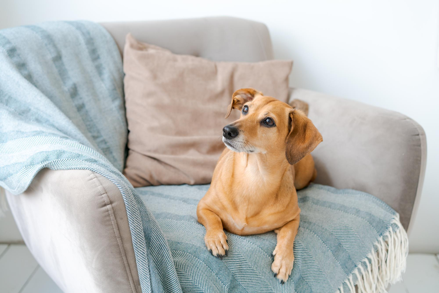 Tips for Managing Pet Shedding and Preventing Fur in Furniture
