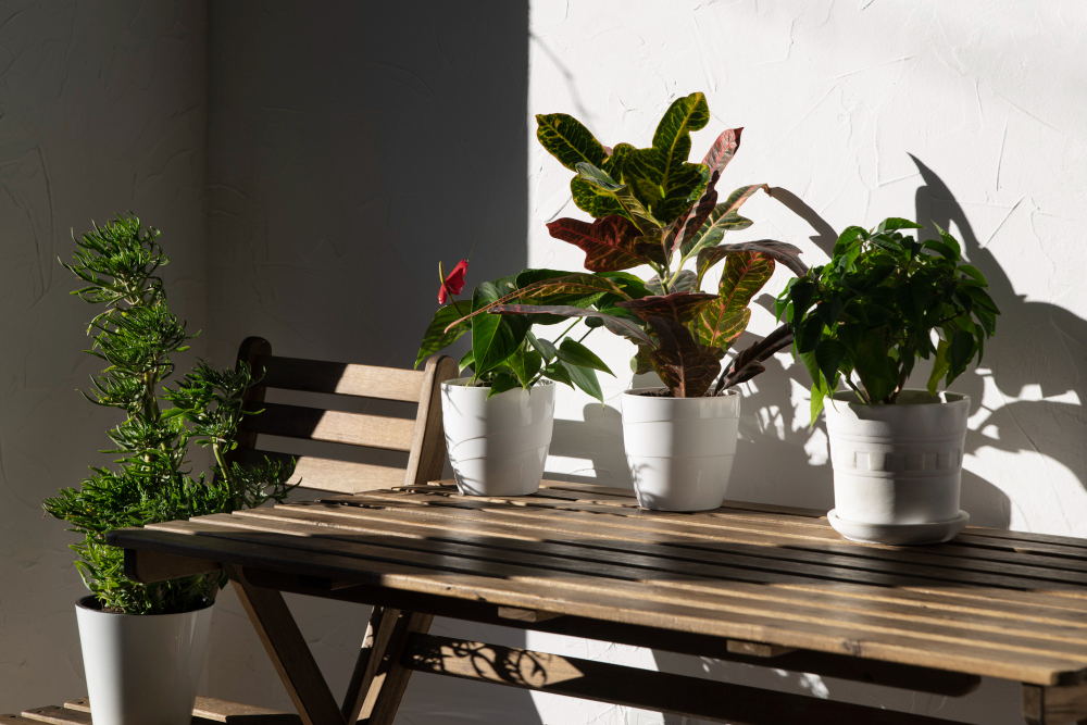 Best Plants to Grow On Your Apartment Balcony