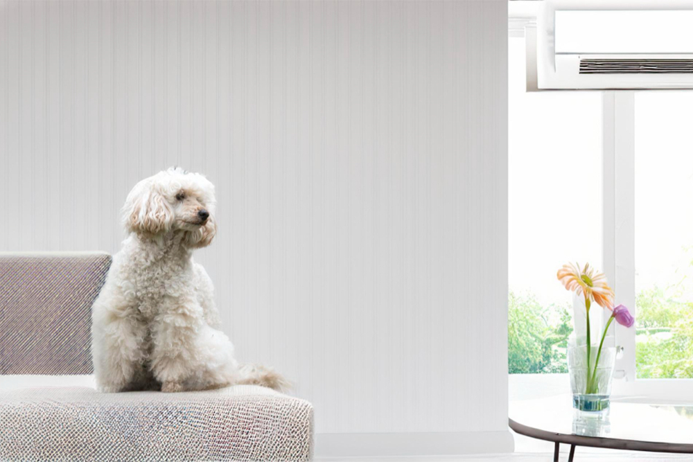 Dog Breeds Perfect for Apartment Living
