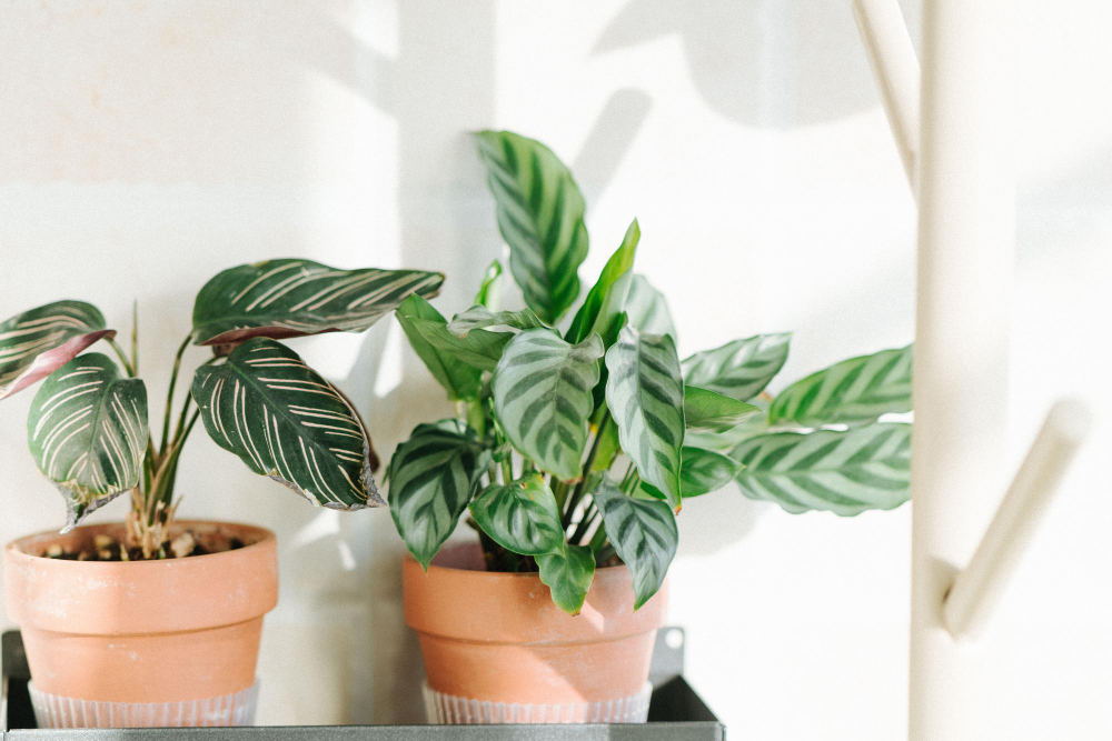 Create an Urban Jungle in Your Small Apartment