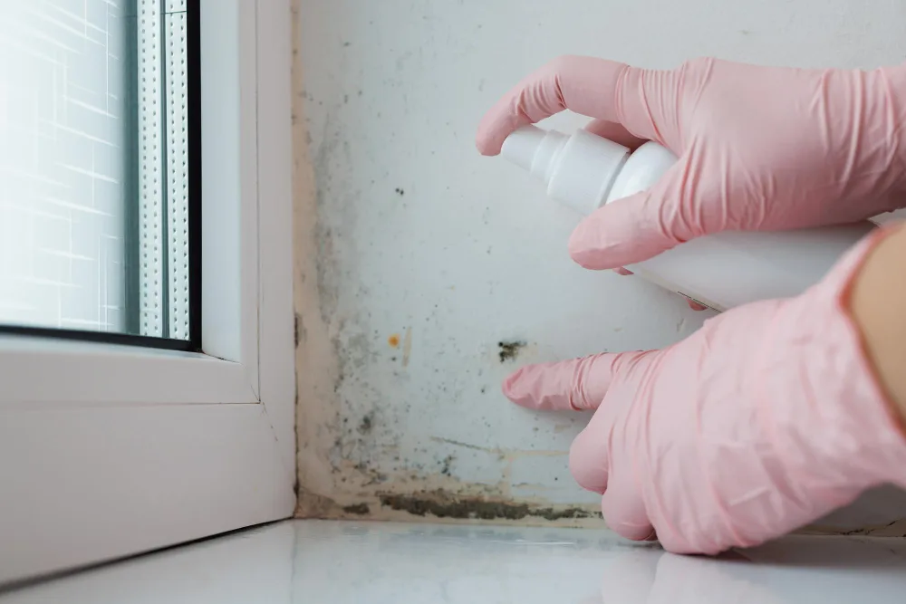 Signs There’s Mold Hiding in Your Kitchen