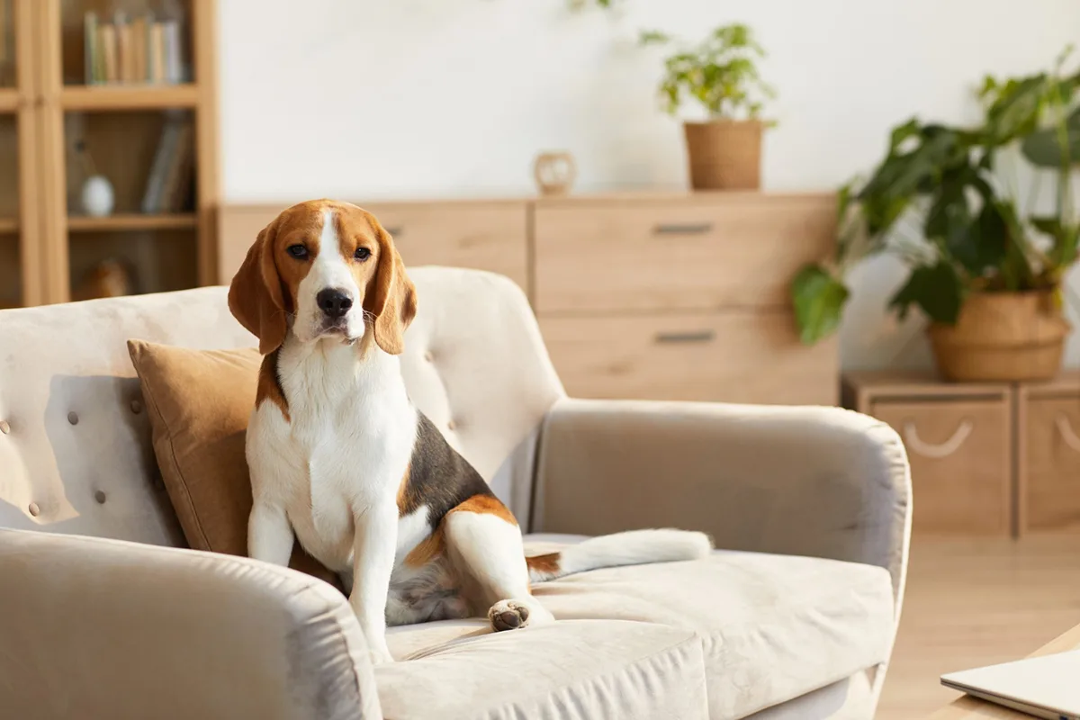 How to Find the Perfect Apartment for You and Your Furry Friend
