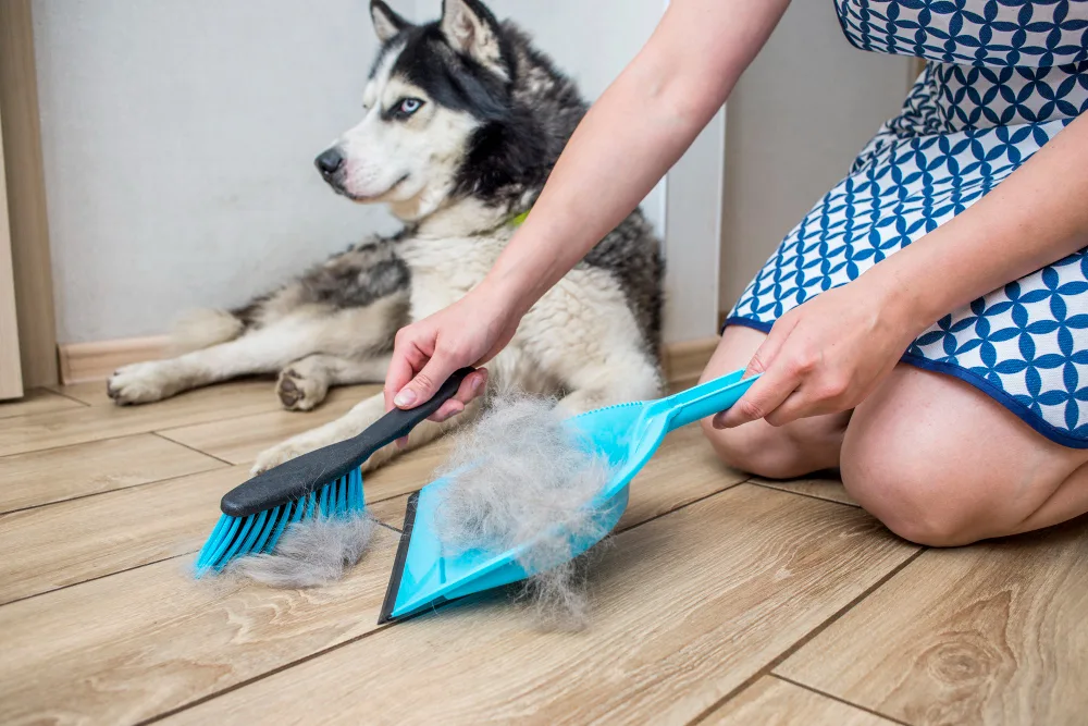 Cleaning Your Apartment with Pets: Top Tips for Tidy Living