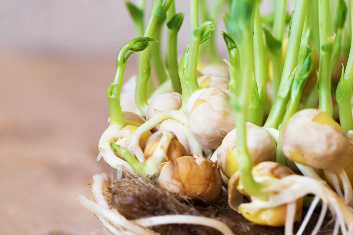 How to Regrow Foods from Scraps in Your Apartment