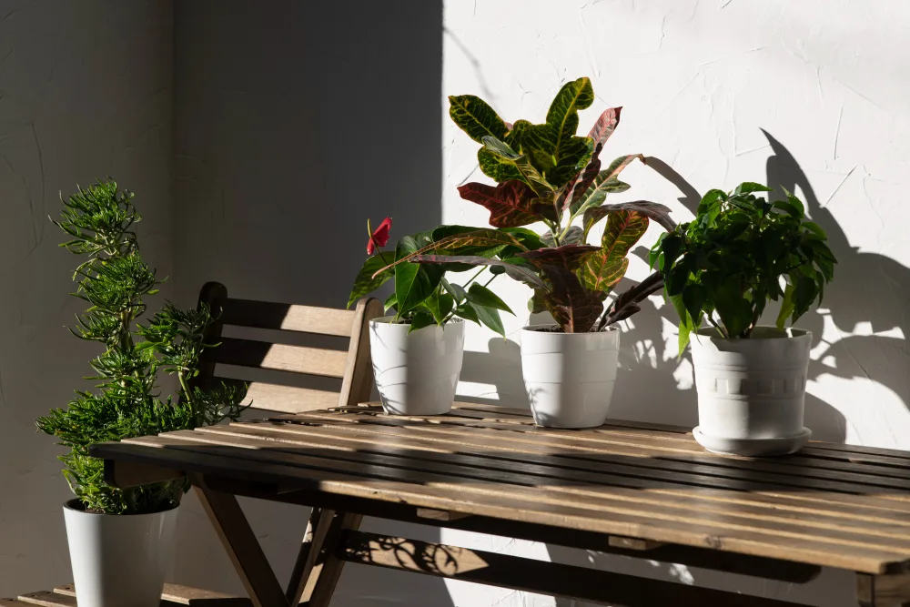 Best Plants to Grow On Your Apartment Balcony
